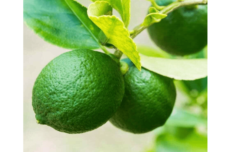 
Mexican Key Lime Tree - 2-5 Inch Tall Live Plant - Potted Lime Fruit Seedling - Citrus aurantifolia