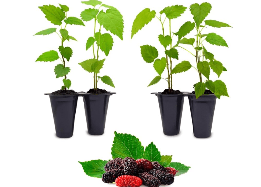  Mulberry Dwarf Everbearing Plant (4 Pack) | Real Live Fruit Plants for Sale| Easy to Grow Live Plants for Organic Gardens | Ideal for Home Gardens, Organic