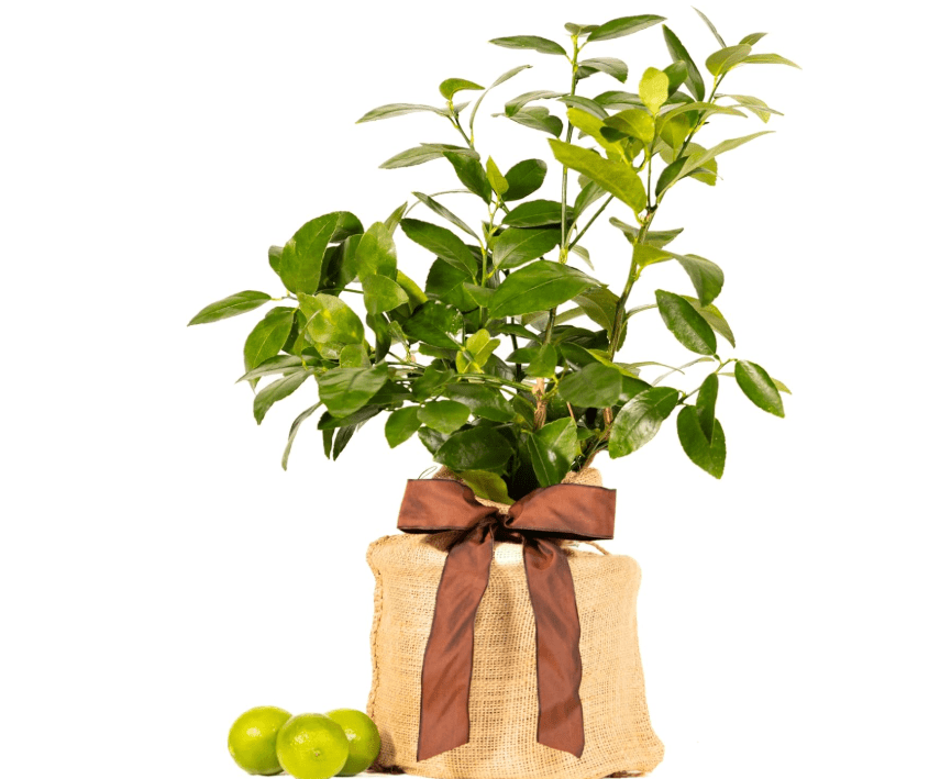 
Father's Day Live Persian Lime Tree Gift, Dwarf Citrus Tree, Easy to Grow, Indoor/Outdoor, Unique Gift for Dad, Home Gardeners, by The Magnolia Company