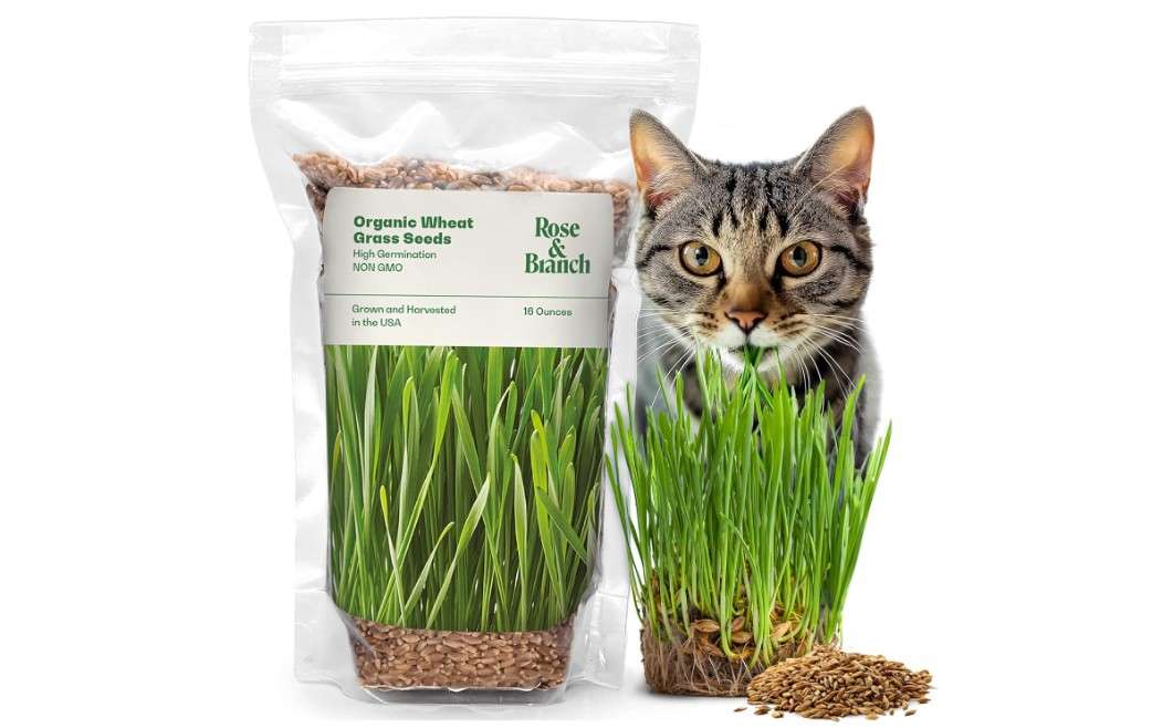 Rose & Branch Organic Wheat Grass Seeds for Indoor Cats - Cat Grass Seeds - 16 Ounces - 100% Organic Non-GMO - Hard Red Wheat - Harvested in USA - Easy...
