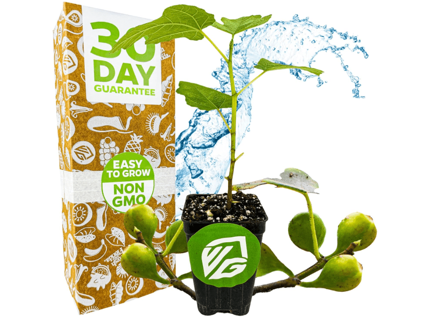 Fignomenal Dwarf Fig Live Plant - Ficus carica - Wellspring Gardens Starter Potted Plant for Indoor and Outdoor Home Decor, Gift Essential for House