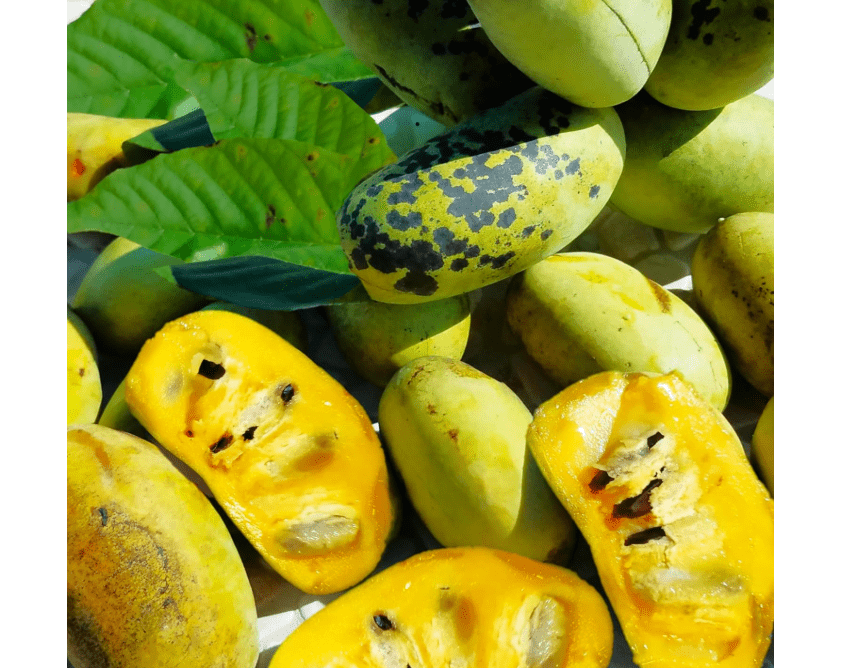 TomorrowSeeds - Paw Paw Tree Seeds - 5+ Count - For 2025 Planting Asimina Triloba North American Custard Apple Banana Papaw Banango Mango USA Native Fruit