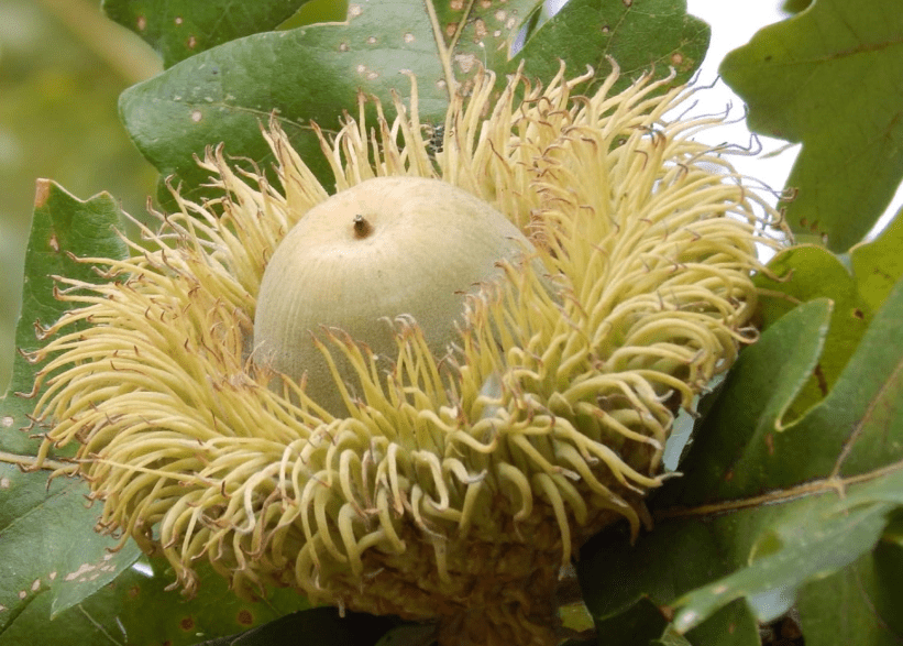  12-18" Tall Bur Oak - Quercus macrocarpa 1-2 Year Old