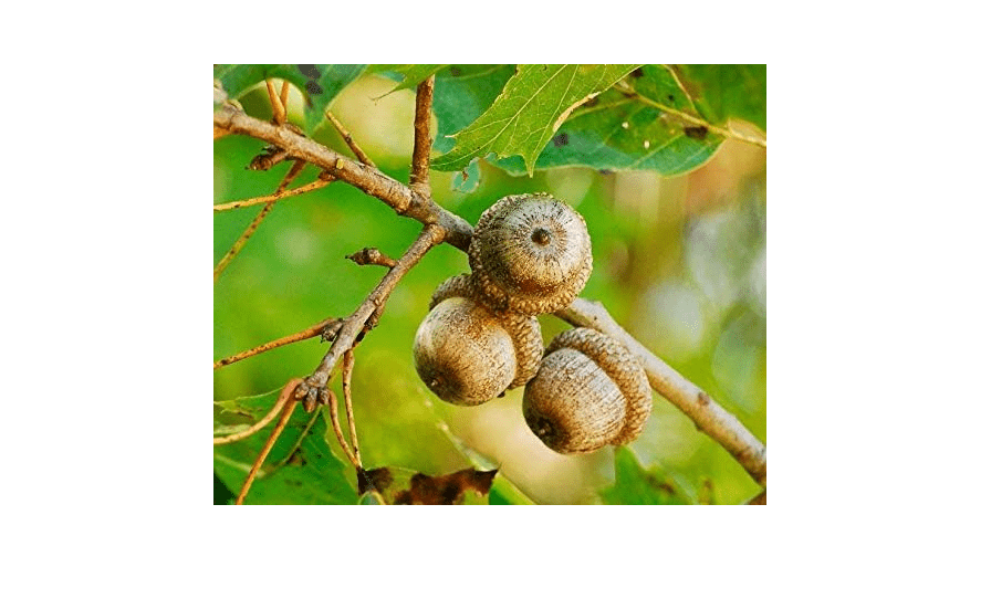 100 Northern RED Oak Tree Seeds, Quercus Rubra Seeds Acorns