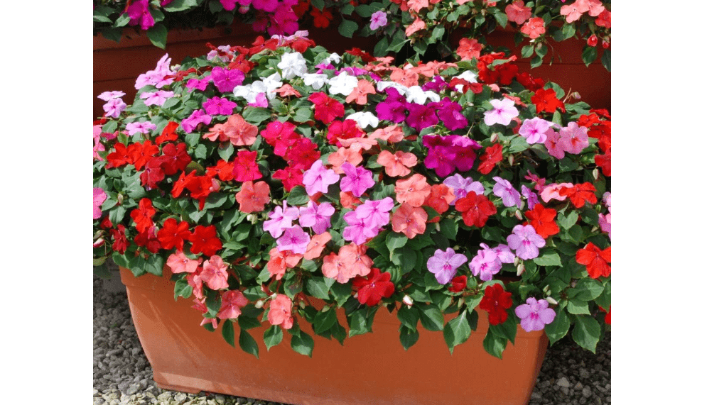 
RAISE ME UP: Seeds Busy Lizzies Mix (Impatiens Walleriana) Annual Flowers