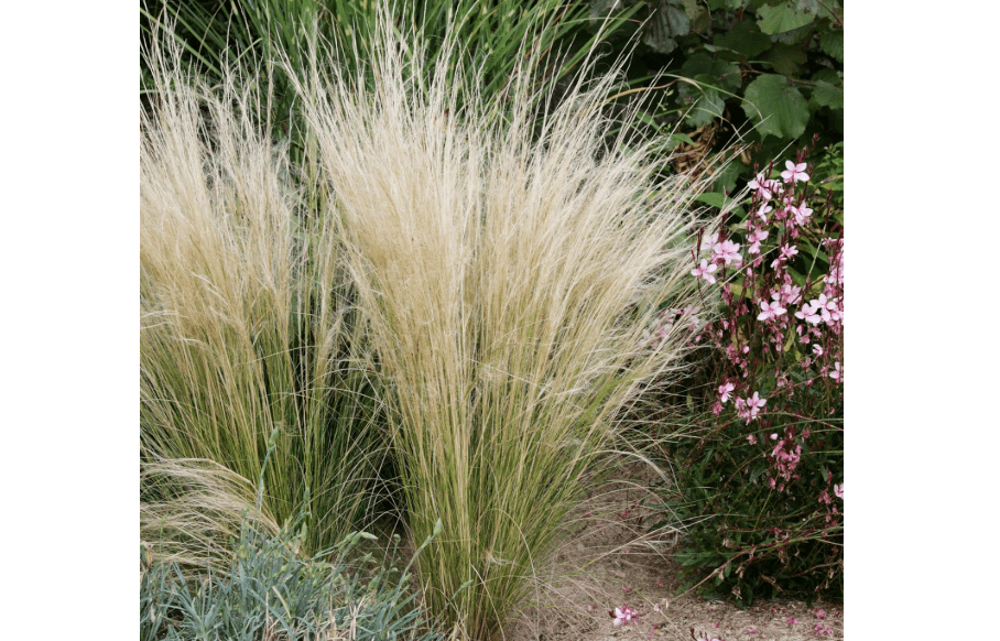 Outsidepride 1000 Seeds Perennial Stipa Tenuissima Mexican Feather Ornamental Grass Seed for Planting