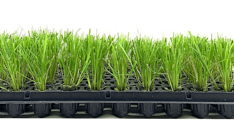 Feather Reed Grass Karl Foerster | 20 Live Plants | Calamagrostis X Acutiflora | Drought Tolerant Cold Hardy Low Maintenance Ornamental Grass