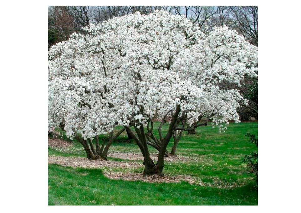 2 Star Magnolia Trees/Shrubs - 6-12" Tall Bushes - 4" Pots - Live Plants - Magnolia stellata