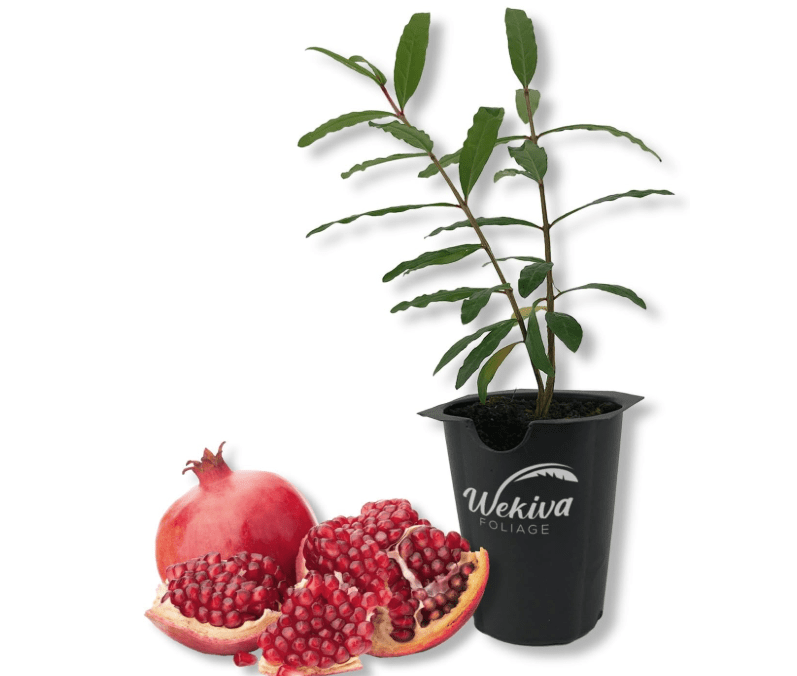 Wonderful Pomegranate Tree - 1 Live Starter Plant - Punica Granatum - Edible Fruit Bearing Tree for The Patio and Garden