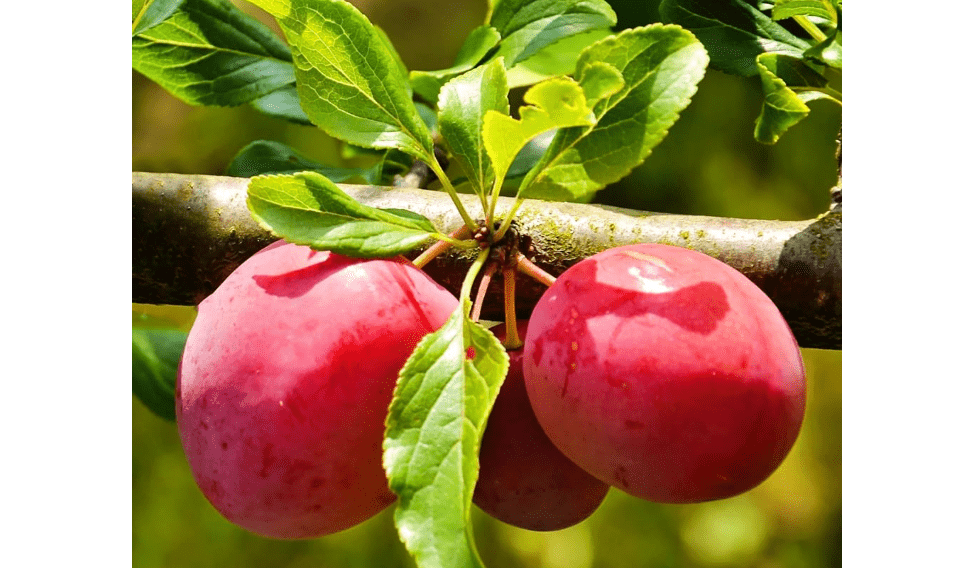 Methley Plum Tree, Sweet, Juicy Plum with Excellent Flavor and Early Ripening, 2-3 ft Tree Height, 5 gal. Grower Pot