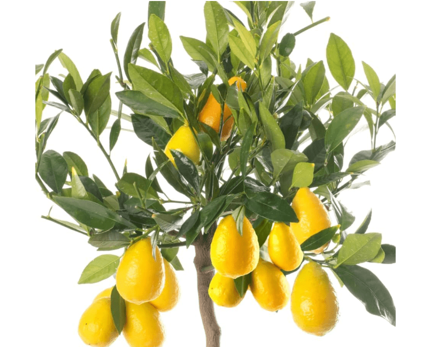 Limequat Tree Live for Planting, Limequat Plant Live in 1 Gallon Pot, Grafted Lime Kumquat Fruit Plant 2 to 3 Feet Tall, No Ship