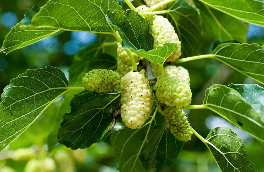  50+ White Mulberry Tree Seeds - Morus Alba - Non-GMO Seeds, Grown and Shipped from Iowa. Made in USA