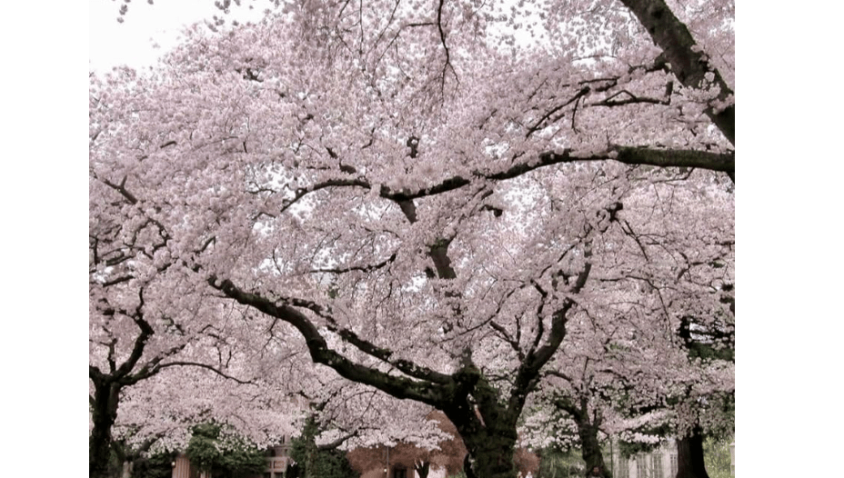 Yoshino Flowering Cherry Tree - Live Plant - 6-12" Tall Seedling - 3" Pot - Ships Potted