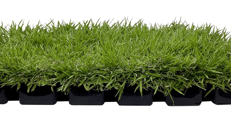 
Florida Foliage Zoysia Sod Plugs - Large 3" x 3" Plugs - 18 Count Tray - Drought, Salt & Shade Tolerant Turf Grass
