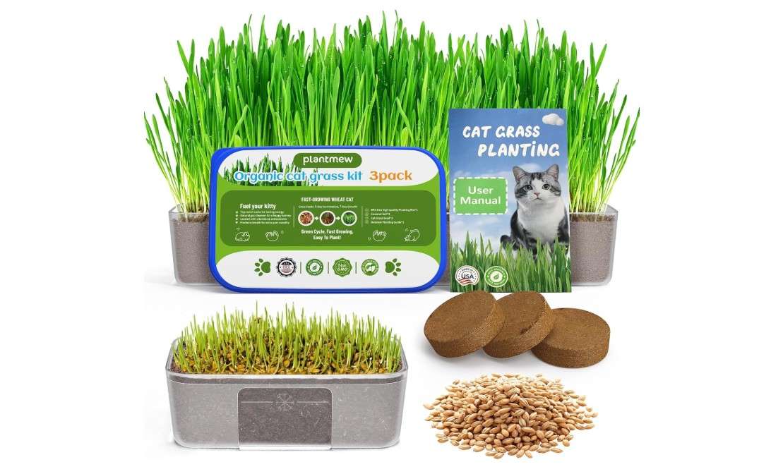Cat Grass Kit for Indoor Cats - 3 Pack | Organic Wheat Grass Seeds, Grows in 7 Days | Digestive Health & Reduces Hairball | Gift for Cat Lovers with...
