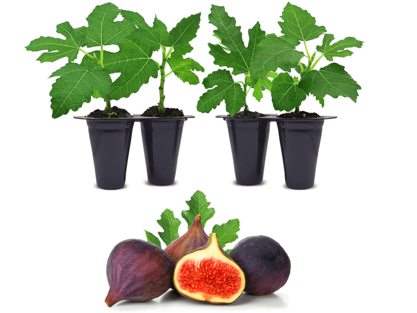 Fig Tree Violette de Bordeaux Live for Sale (4 Pack) | Easy to Grow Plants | Edible Fruit Plant for Sustainable Living | Grow Your own Food on Your Edible.