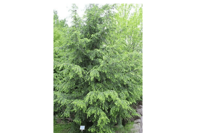 5 seeds of Tsuga canadensis EASTERN HEMLOCK Tree Seeds