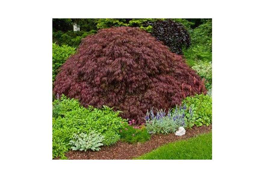 Crimson Queen Weeping LACE Leaf Japanese Maple - Acer palmatum dissectum 'Crimson Queen' 2 - Year Plant