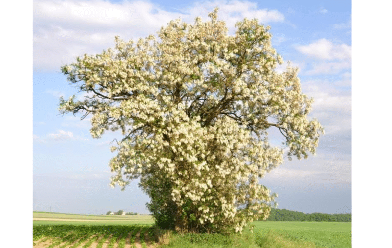 Sandy Ridge Trees Best Trees for Sandy Soil: Top 10 2025 Picks