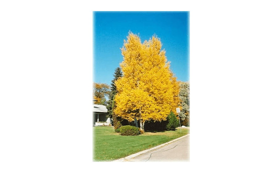  Paper Birch, Betula papyrifera, Tree Seeds (Fast, Hardy, Fall Color) (50)
