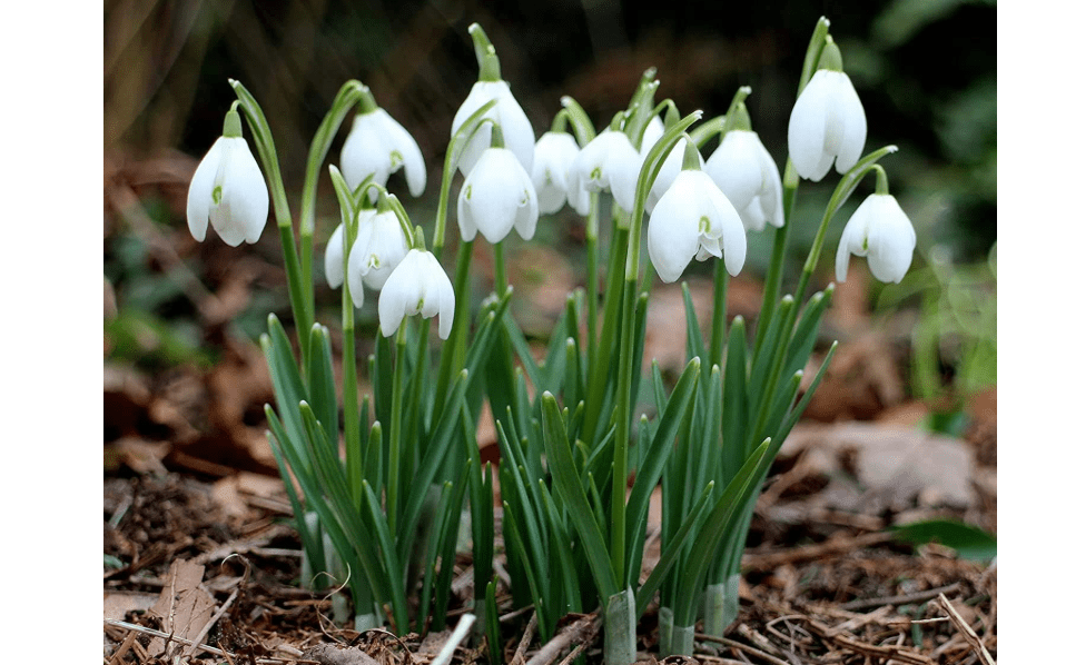 Snowdrops - Galanthus Nivalis - 15 Bulbs Per Pack