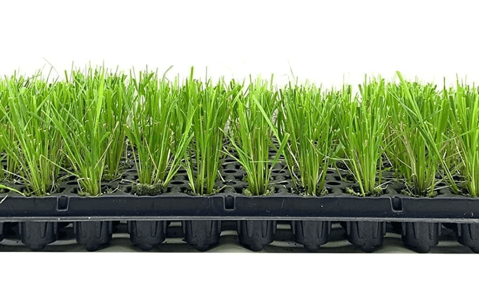 Feather Reed Grass Karl Foerster | 20 Live Plants | Calamagrostis X Acutiflora | Drought Tolerant Cold Hardy Low Maintenance Ornamental Grass