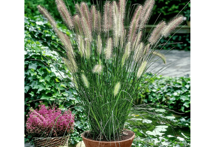 1 Hameln Dwarf Fountain Grass Plant Live for Planting, Dwarf Grass Perennial Garden 4 Inch Pot