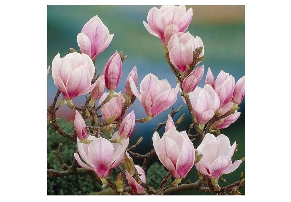 2 Saucer Magnolia Trees - Magnolia x Soulangeana, 6-12” Tall, Live Shrub in 2.5” Pot - Perfect for Gardens & Landscaping