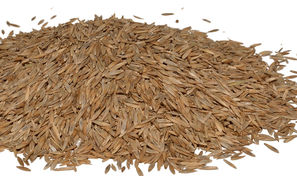 
Hancock Seed Co. Turf Type Tall Fescue Grass Seed, High Wear & Drought Tolerant Turf, Lush Green Lawn, 25 LB Bag