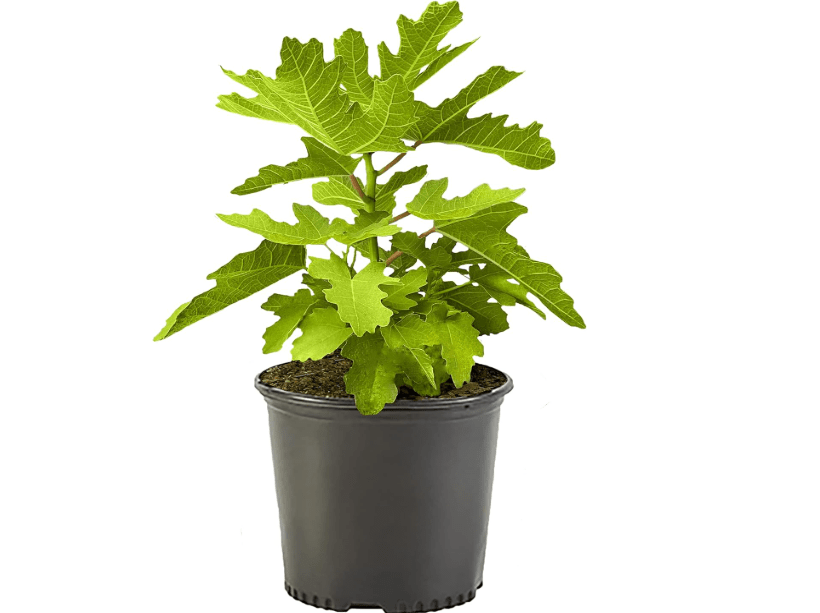 1 Gallon Fig Black Mission Shrub