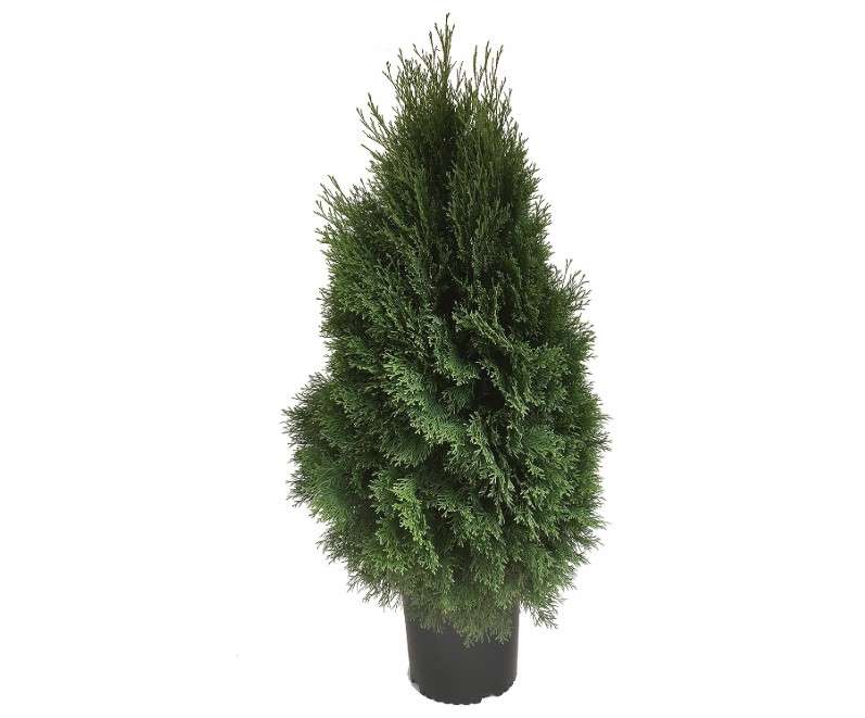 Emerald Green Arborvitae (Thuja Occidentalis 'Smaragd') - 3 Gallon Pot, Dense Evergreen Privacy Hedge, Ideal for Landscaping, Cold-Hardy