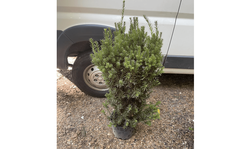 Hicks Yew (Taxus x Media 'Hicksii')