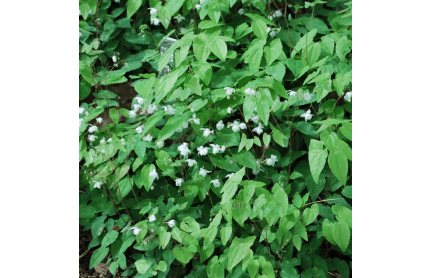 Perennial Farm Marketplace Epimedium x 'Niveum' (Barrenwort/Bishop's Hat) Perennial, 1 Quart, White Flowers