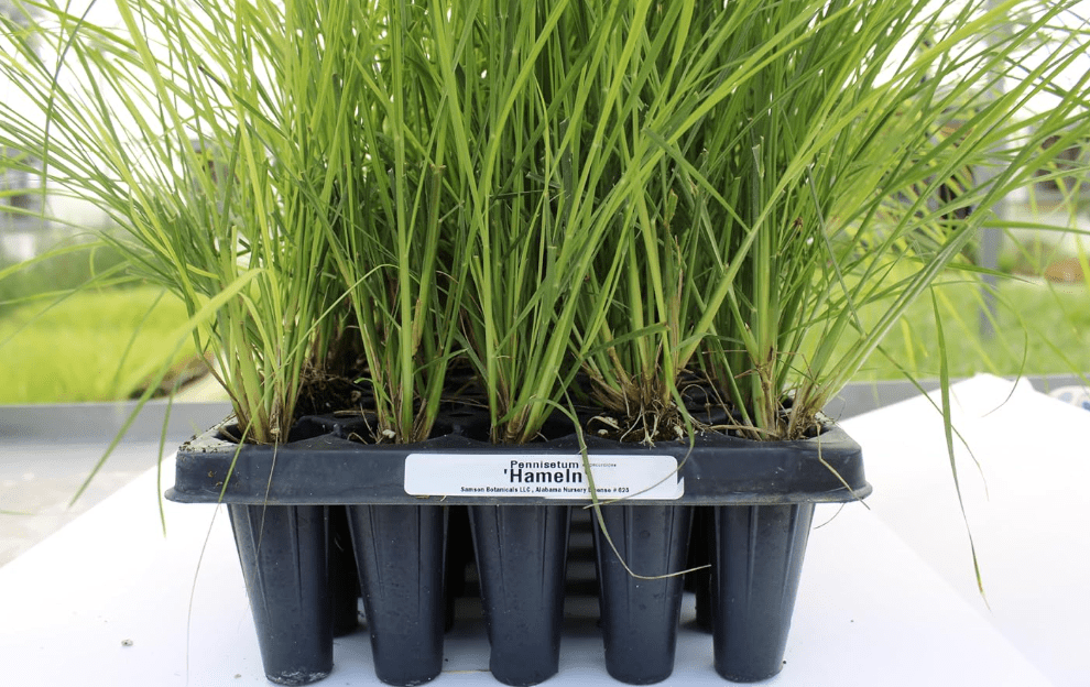 Pennisetum alopecuroides ‘Hameln’