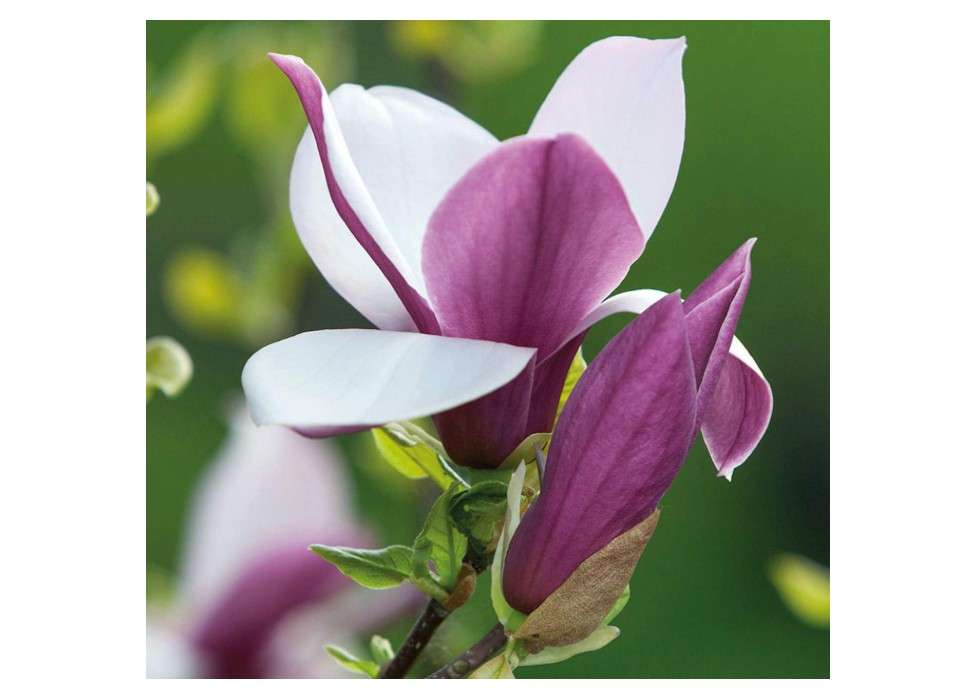 Jane Magnolia (Magnolia x 'Jane')