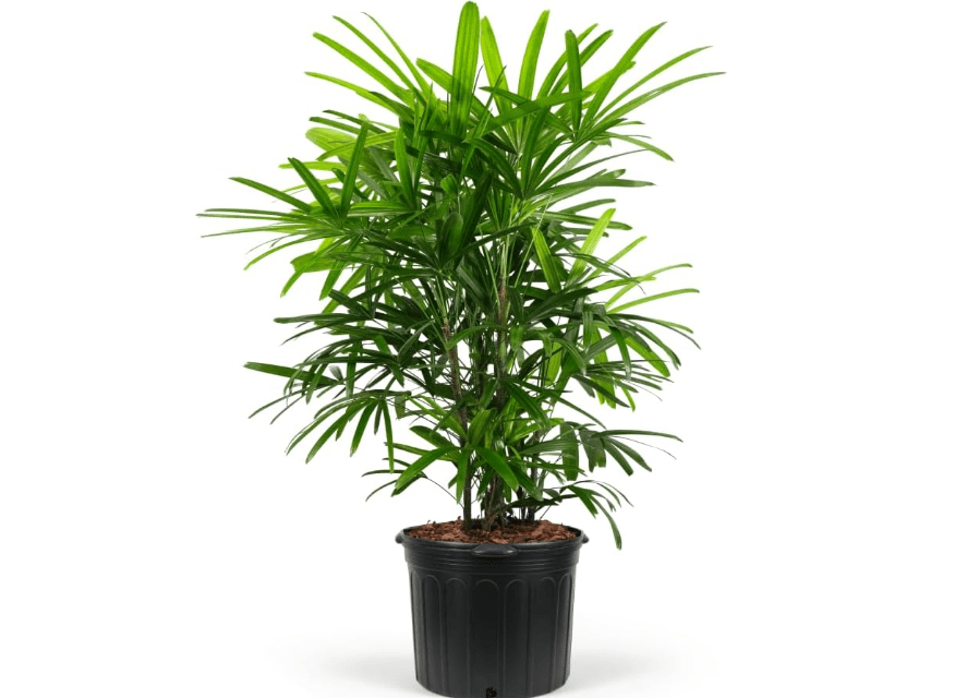 
Lady Palm, Rhapis Excelsa - Live Plant, Air Purifying Indoor Houseplant, Low Maintenance Tropical Plant for Home, Office, and Garden Decor (7gal Pot; 4-5