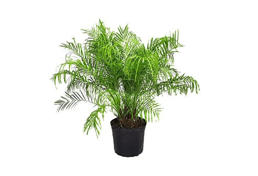 
Roebelenii Palm Tree Plant Live - Overall Height 30" to 36" - Tropical Plants of Florida - Pygmy Date Palm Tree (Plant Only