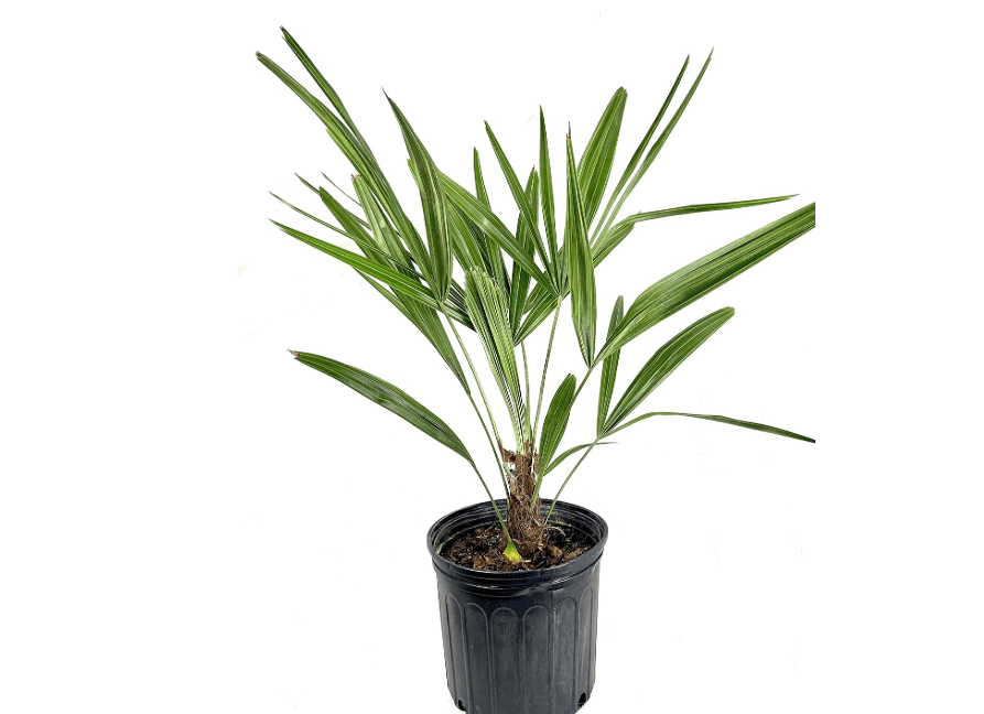 
Needle Palm - Live Plant in a 10 Inch Growers Pot - Rhapidophyllum Hystrix - Rare Ornamental Palms from Florida