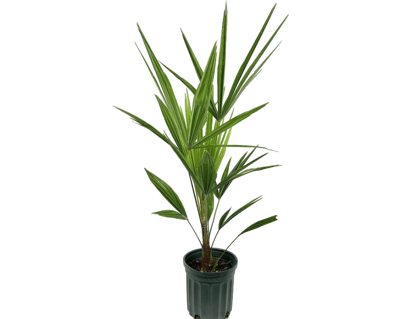 
Windmill Palm - 3 Live Plants in 4 Inch Pots - Trachycarpus Fortunei - Hardy Palm from Florida