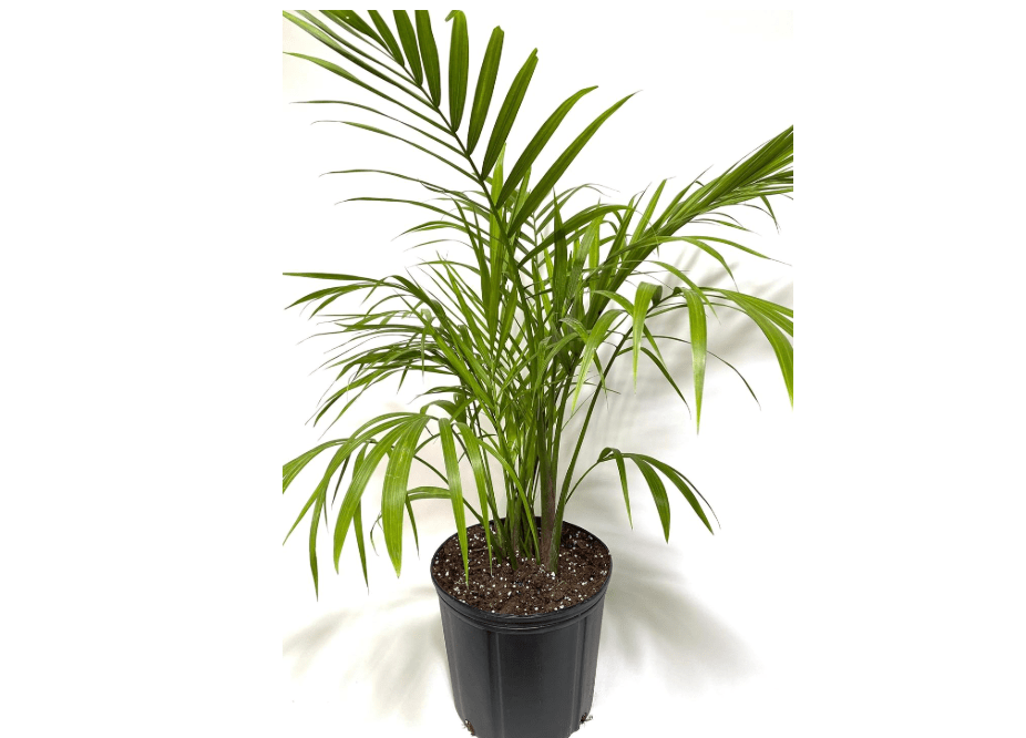 
Majesty Palm, Ravenea Rivularis Live Indoor Plant, Exotic Tropical Houseplant, Gift for New Home, Living Room or Office Decor, Patio Decor, Air Purifying
