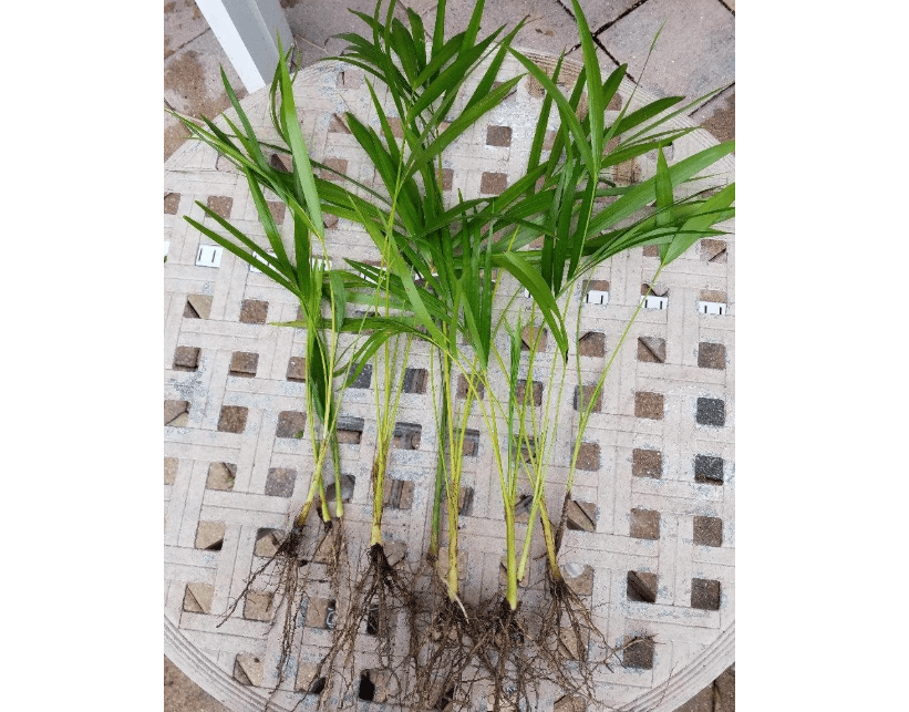 
Areca Palm Plant Dypsis lutescens Easy to Grow!!