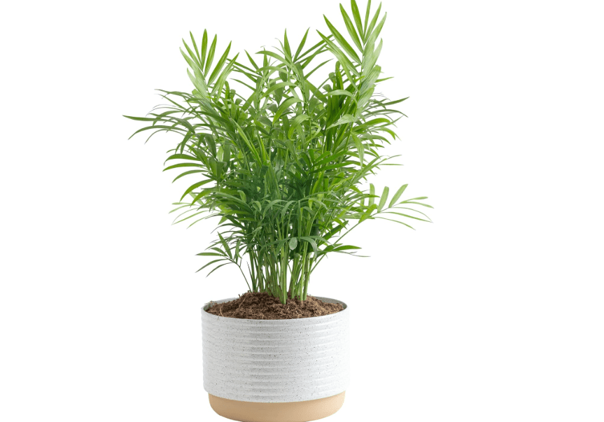 
Costa Farms Parlor Palm, Neanthebella Tropical Live Plant, Easy to Grow Palm Houseplant Potted in Décor Plant Pot, Unique Plant Lover Gift