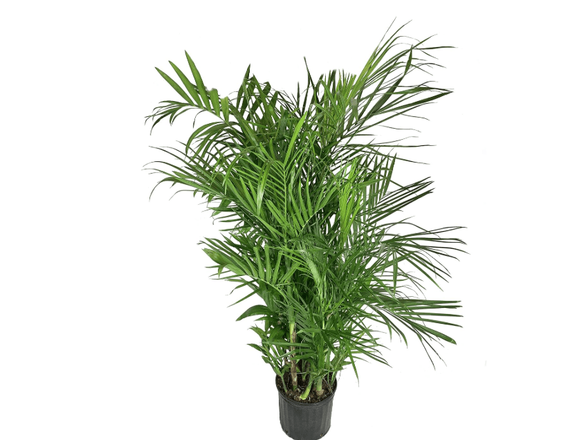 
Bamboo Palm - Live Plant in a 3 Gallon Growers Pot - Chamaedorea Seifrizii - Great Privacy Hedge - Rare Palms from Florida