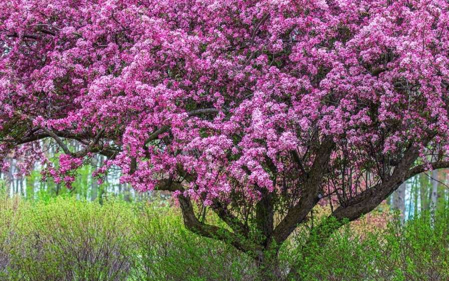Zumi Crabapple Tree Seedlings for Planting - Grow Fruit Trees (3 Seedlings)