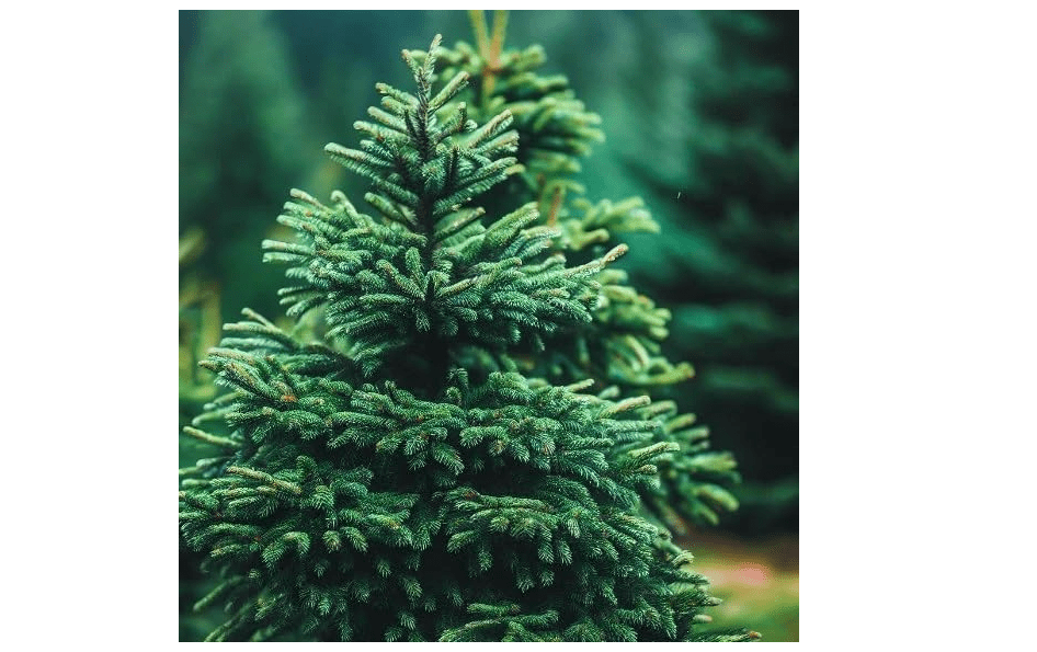  Picea glauca densata (Black Hills Spruce) Tree Seeds, Symmetrical Shape, Dense Foliage, Seeds by MySeeds.Co, You Choose The Amount (Trial P
