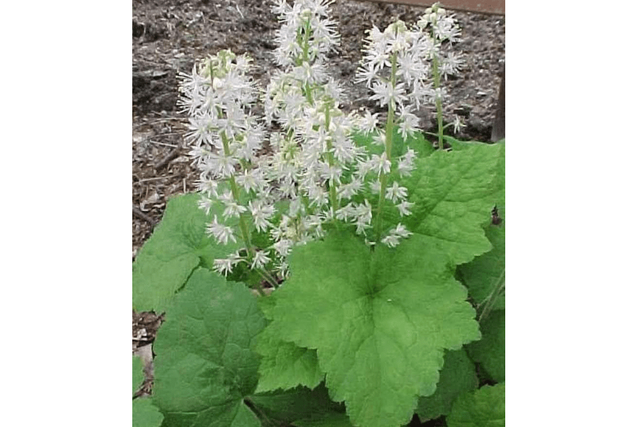 
50 Foamflower Seeds (Tiarella Wherryi) Perennial, Shade Loving, Ground Cover Plant