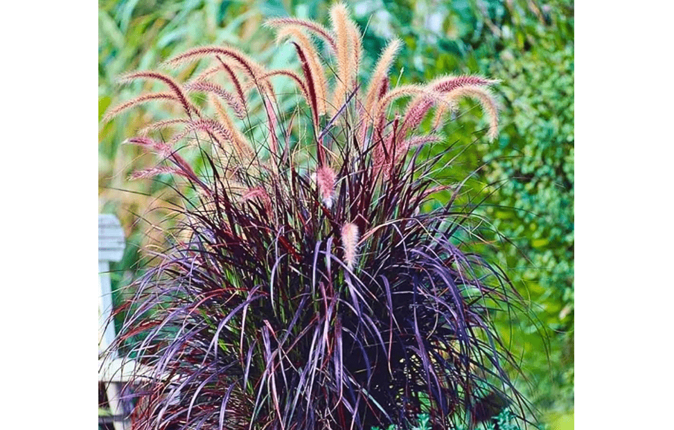 2 Purple Fountain Grass Live Plants, Perennial Grass Clumps for Outdoor Landscaping Growing, Ornamental Grasses Ready to Grow 4-9 Inches
