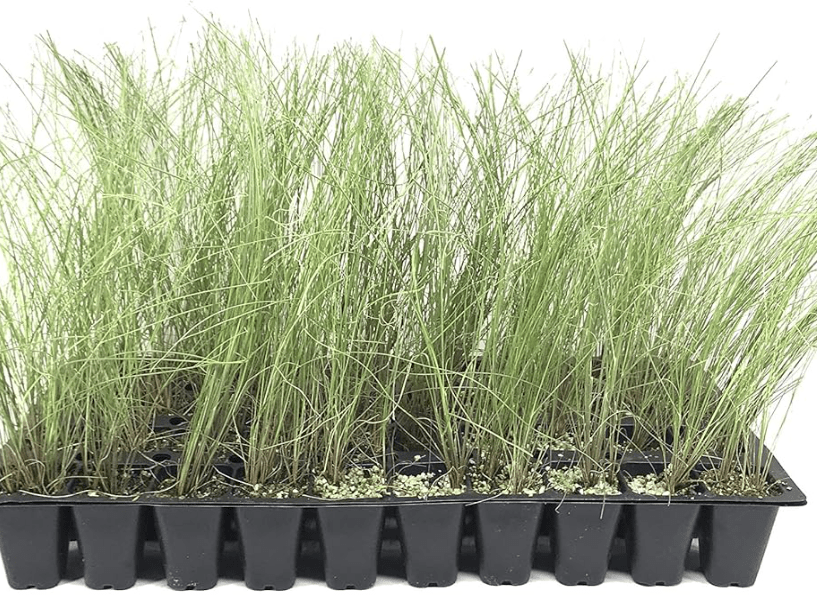 Muhly Grass | 30 Live Plants | Muhlenbergia Capillaris | Pink Plumes, Ornamental Grass, Low Maintenance, Drought Tolerant, Landscaping Plant, Fall Bloomin