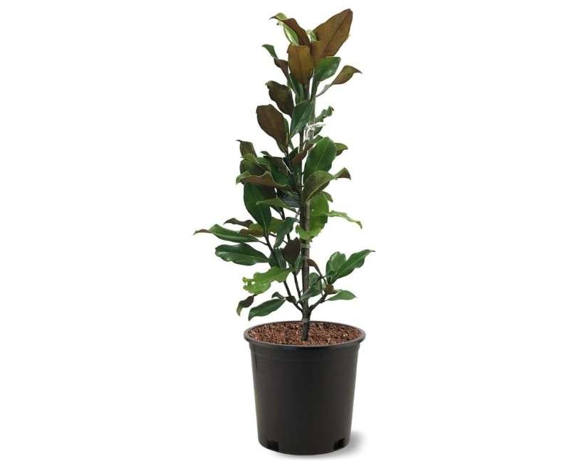 Bracken Brown Beauty Southern Magnolia, Aromatic Creamy White Flowering, Evergreen Foliage, 3 gal, Nursery Pot, Due to Agricultural Laws, we Cannot Ship to...