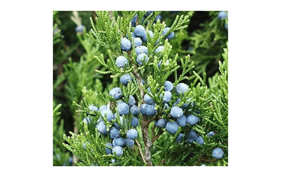 Eastern Red cedar, Juniperus virginiana, Tree Seeds (Hardy Fragrant Evergreen